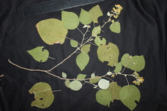 Wissadula densiflora