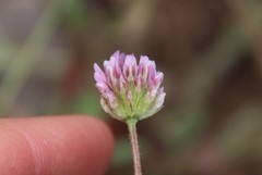 Trifolium ciliolatum