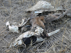 Oryx gazella