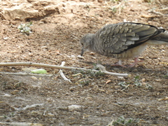 Columbina inca