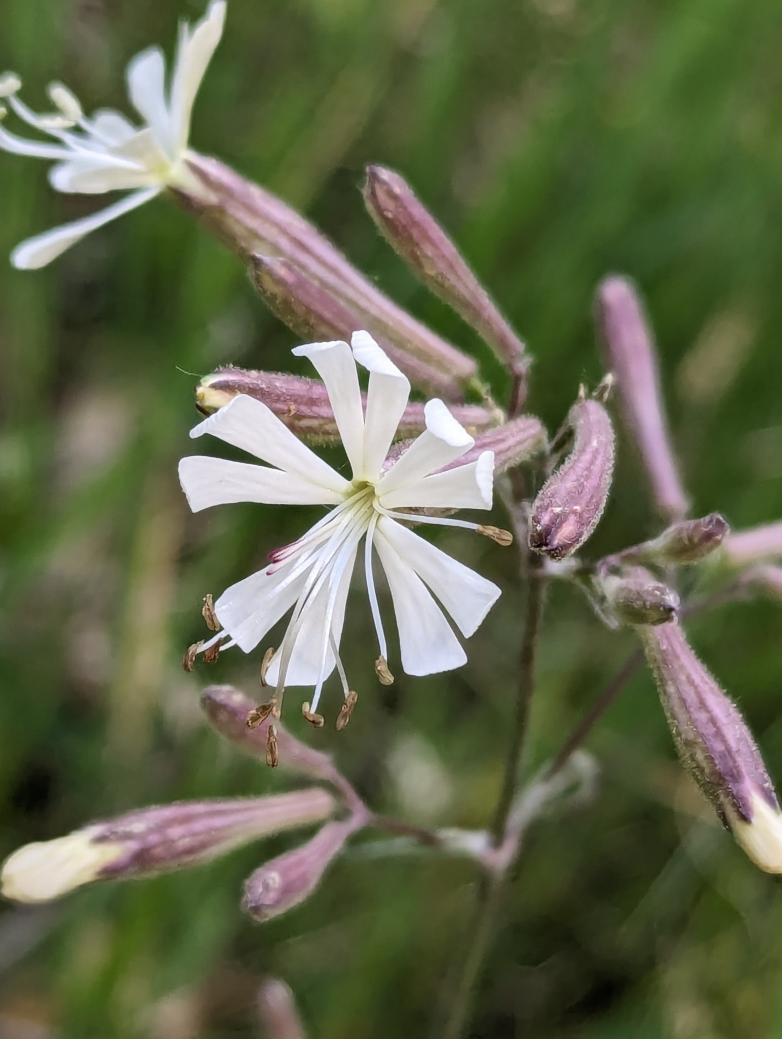 Silene italica