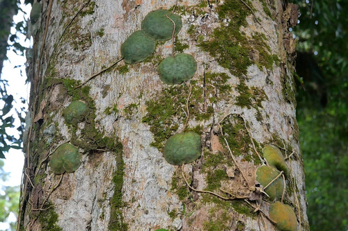 Hoya imbricata, photograph 4
