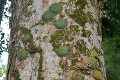 Hoya imbricata, photograph Tom Heijnen, CC BY, iNaturalist via GBIF