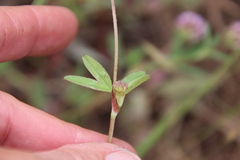 Trifolium ciliolatum