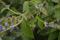 Salvia xalapensis