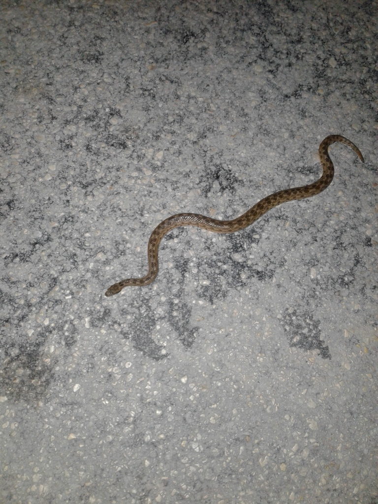 Bahama-Wood Snake