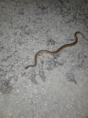 Tropidophis curtus