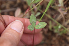 Trifolium ciliolatum