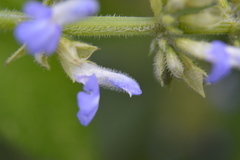 Salvia xalapensis
