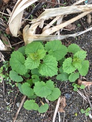 Alliaria petiolata