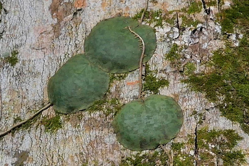 Hoya imbricata, photograph 5