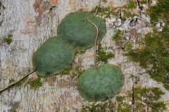 Hoya imbricata, photograph Tom Heijnen, CC BY, iNaturalist via GBIF