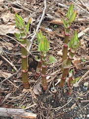 Reynoutria japonica