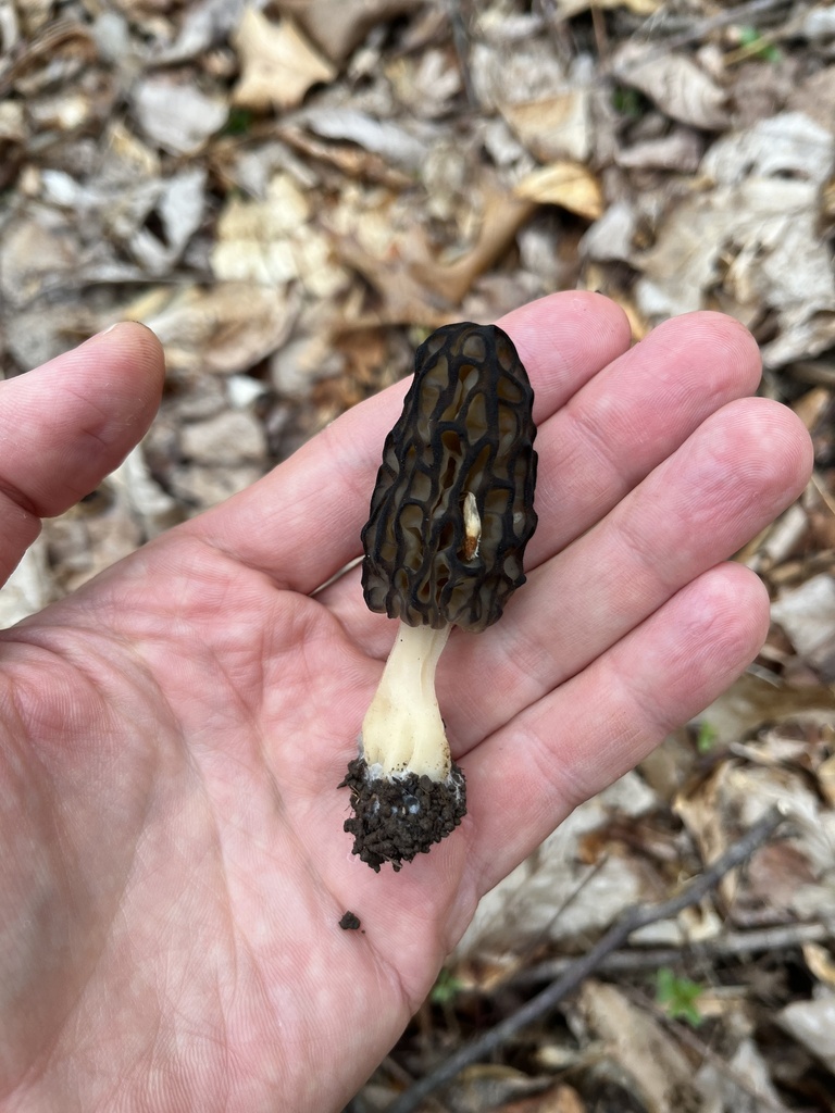 A dark, ridged black morel held in an open hand