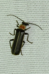 Podabrus quadratus