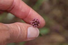 Trifolium ciliolatum