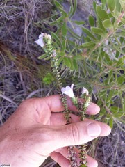 Roella amplexicaulis