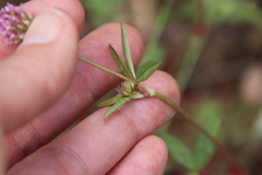 Trifolium ciliolatum
