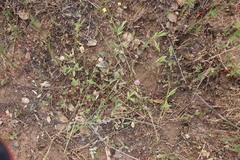 Trifolium ciliolatum