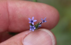 Allophyllum gilioides gilioides
