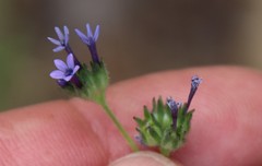 Allophyllum gilioides gilioides