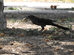 Quiscalus mexicanus