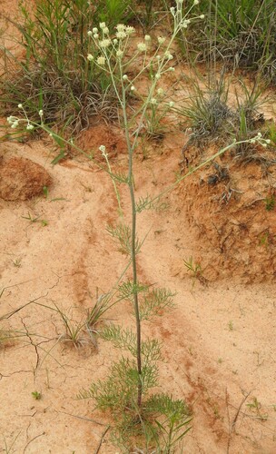 Image of Chalk Hill hymenopappus by (c) saltyhiker, some rights reserved (CC BY)