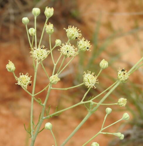 Image of Chalk Hill hymenopappus by (c) saltyhiker, some rights reserved (CC BY)