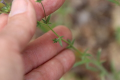 Allophyllum gilioides gilioides