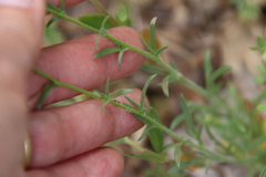 Allophyllum gilioides gilioides