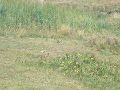 Vanellus resplendens