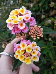 Lantana
