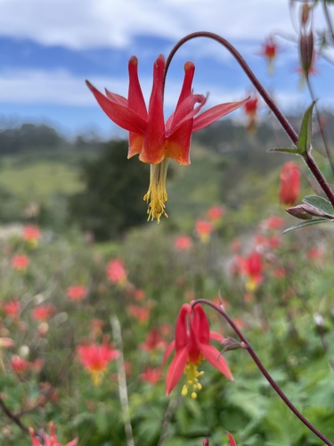 Aquilegia formosa