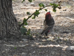 Haemorhous mexicanus
