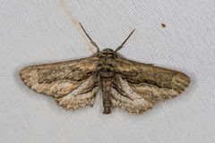 Holochroa dissociarius