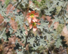 Sphaeralcea coccinea