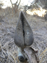 Oryx gazella