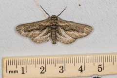 Holochroa dissociarius