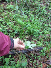 Festuca subverticillata