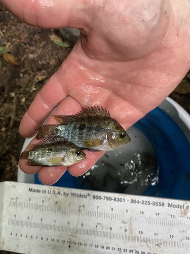 Rainbow cichlid (Herotilapia multispinosa) — Cichlidae — 4