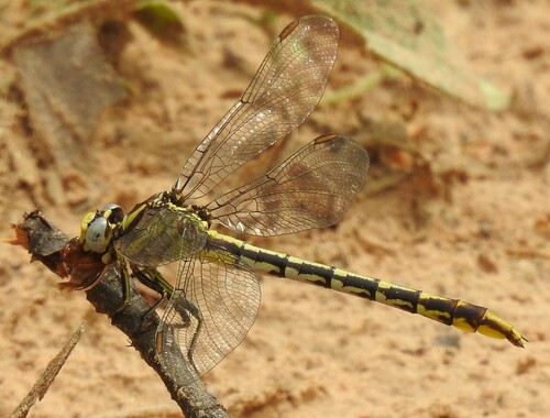 Sulphur-tipped Clubtail photo 5