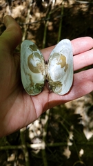 Unionoidea