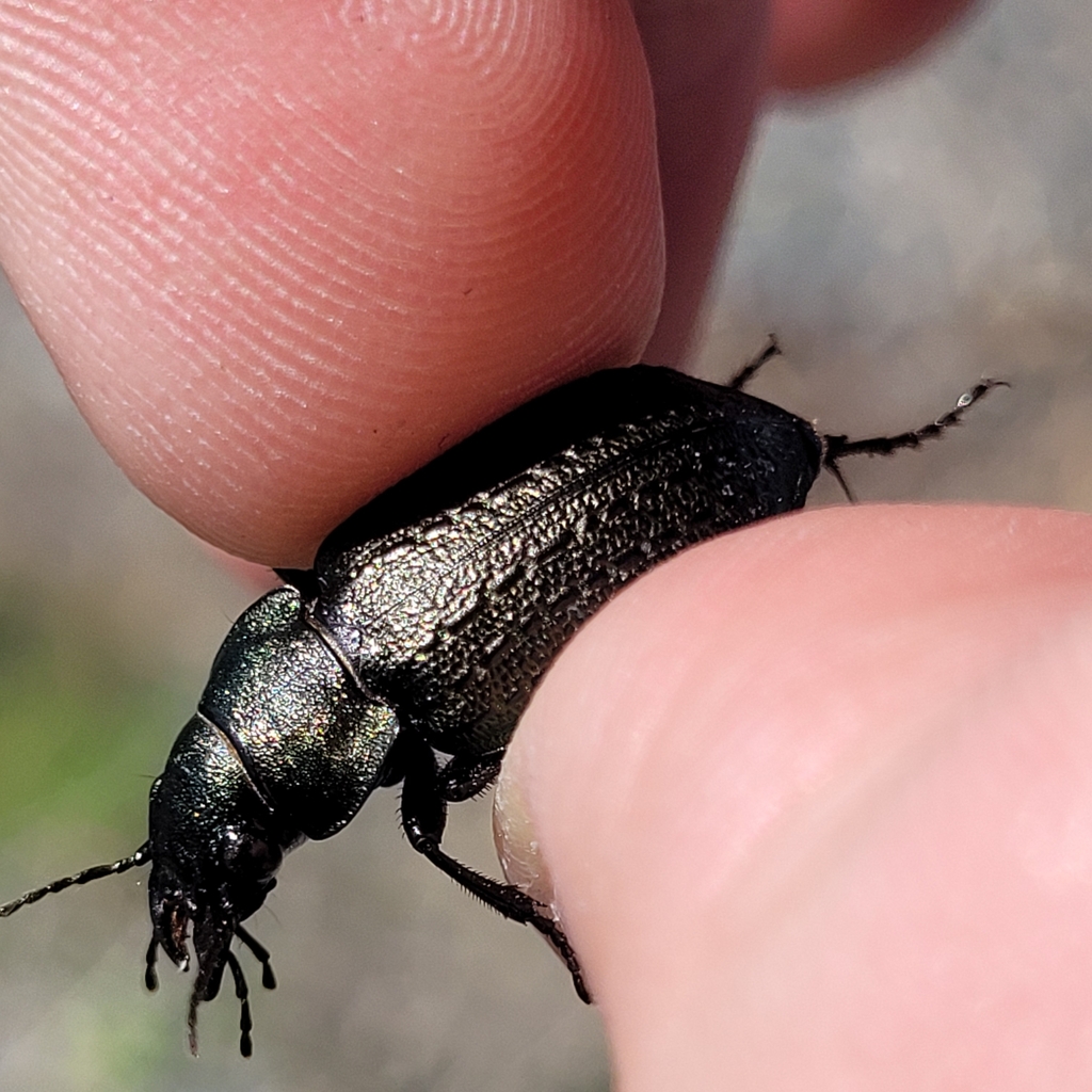 Calosoma cancellatum