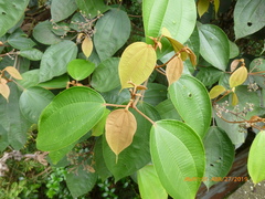 Miconia caudata