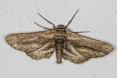 Holochroa dissociarius