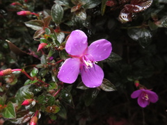 Heterocentron elegans