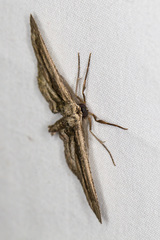 Holochroa dissociarius