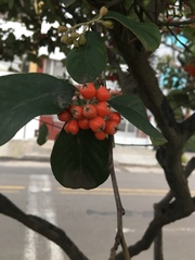 Cotoneaster multiflorus