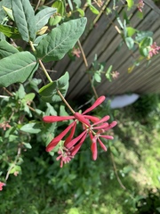 Lonicera sempervirens sempervirens