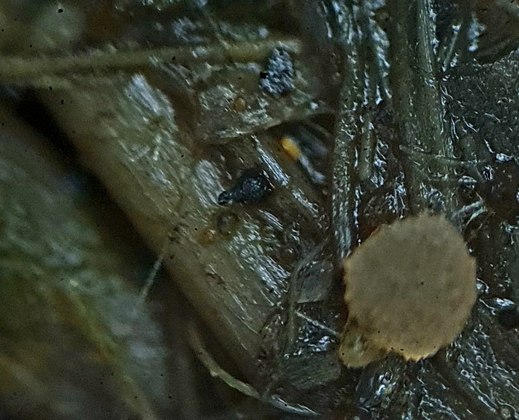 Sporormiella leporina